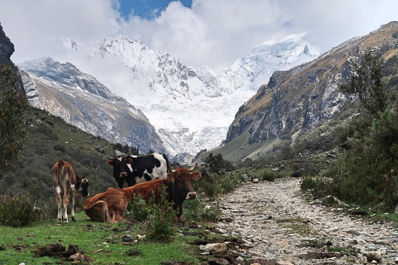 Lodge The Lazy Dog A Mountain *